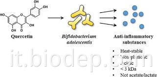 bifidobacterium adolesentis4